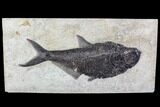 Fossil Fish (Diplomystus) From Inch Layer - Top Quality #107876-1